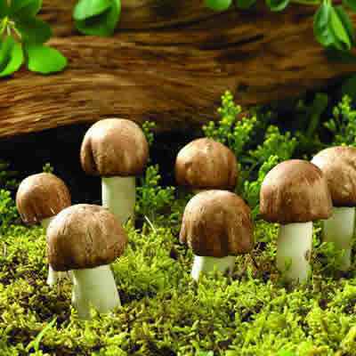 焦虑症如何有效缓解吃蘑菇真管用吗