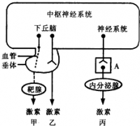 EPO激素可防止早产儿脑损伤