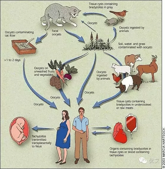 感染了HIV，我家阿黄(宠物)还能养么？