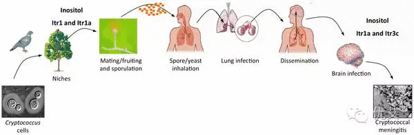 感染了HIV，我家阿黄(宠物)还能养么？