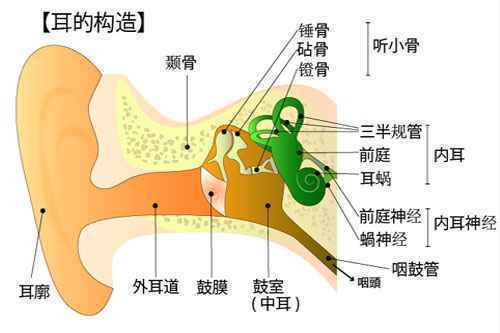 耳蜗毛细胞损伤