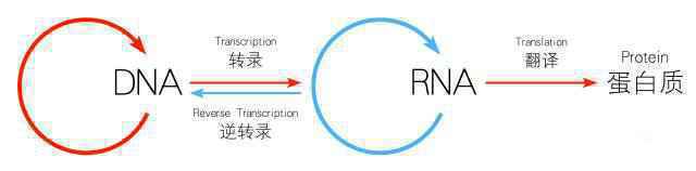 特威凯（多替拉韦钠，DTG），真的那么“神”么？