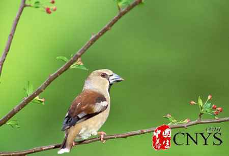 春季女性养生好时节 七大秘籍要牢记