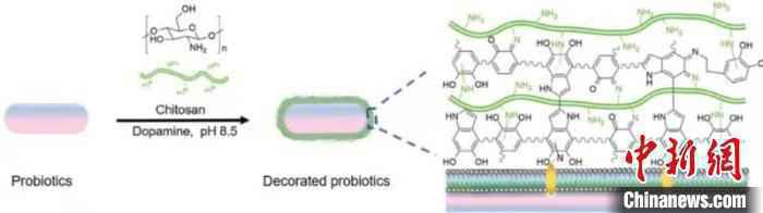 益生菌涂上具有导航功能的保护层后，在抵抗胃液胆汁侵蚀的同时，提高病灶靶向能力。研究示意图
