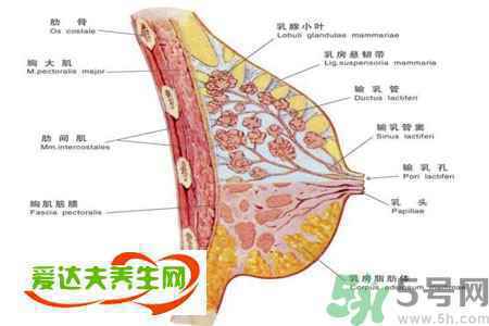 胸部二次发育