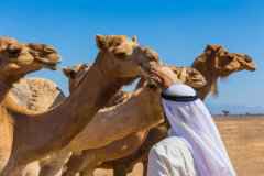 大马男子在沙特喝生骆驼奶回国后被确诊