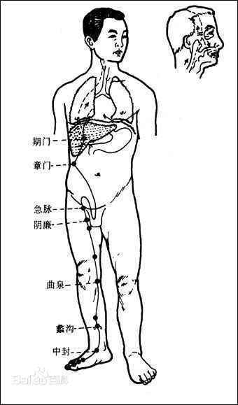 足厥阴肝经，简称肝经