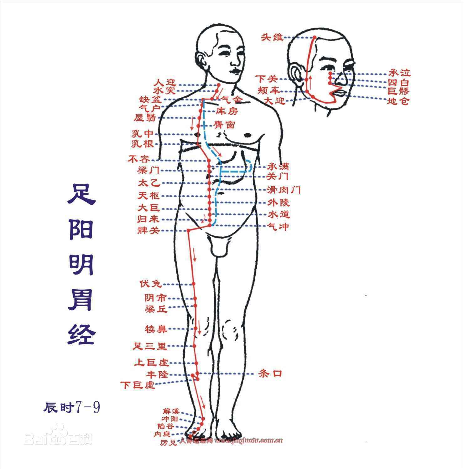 足阳明胃经,人体十二经脉之一。