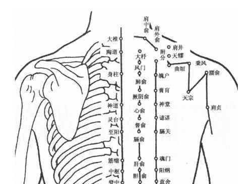 背部腧穴