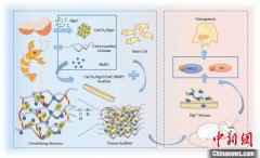骨再生领域蛋壳显“身手” 新型仿生骨修复材料