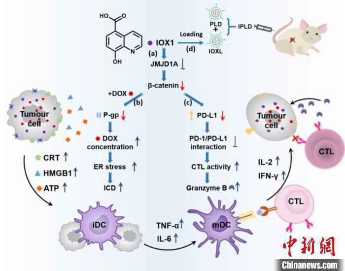 IOX1增强化学-免疫治疗机理示意图。　申有青团队 供图
