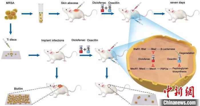 研究图示：低剂量的双氯芬酸不仅能有效降低MRSA的耐药性， MRSA也不容易出现耐药性突变。　研究图示 摄