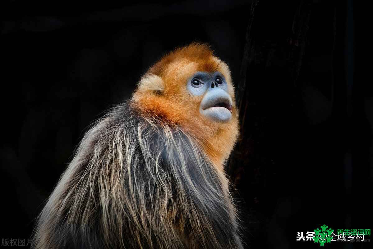 湖北旅游景点推荐：首推神农架，其次武当山，最后凭吊赤壁古战场