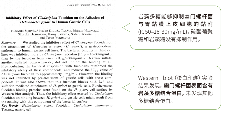 岩藻多糖可降低幽门螺杆菌再感染的几率