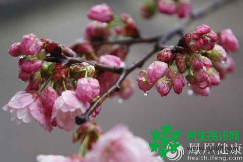 早春雨水节气养生四要点 养好脾胃是关键