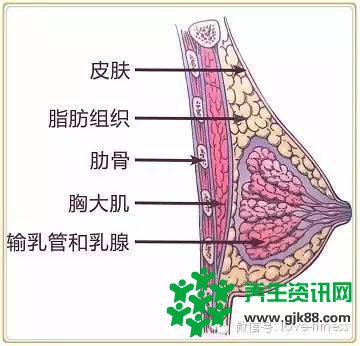 健身后发现胸部变小了怎么办？急死我了！