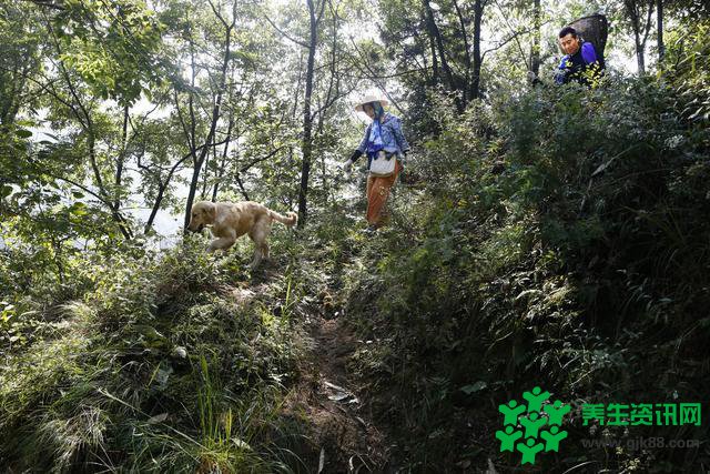 夫妻逃离繁华闹市去到深山过上男耕女医的隐居